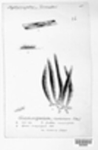 Clasterisporium caricinum image